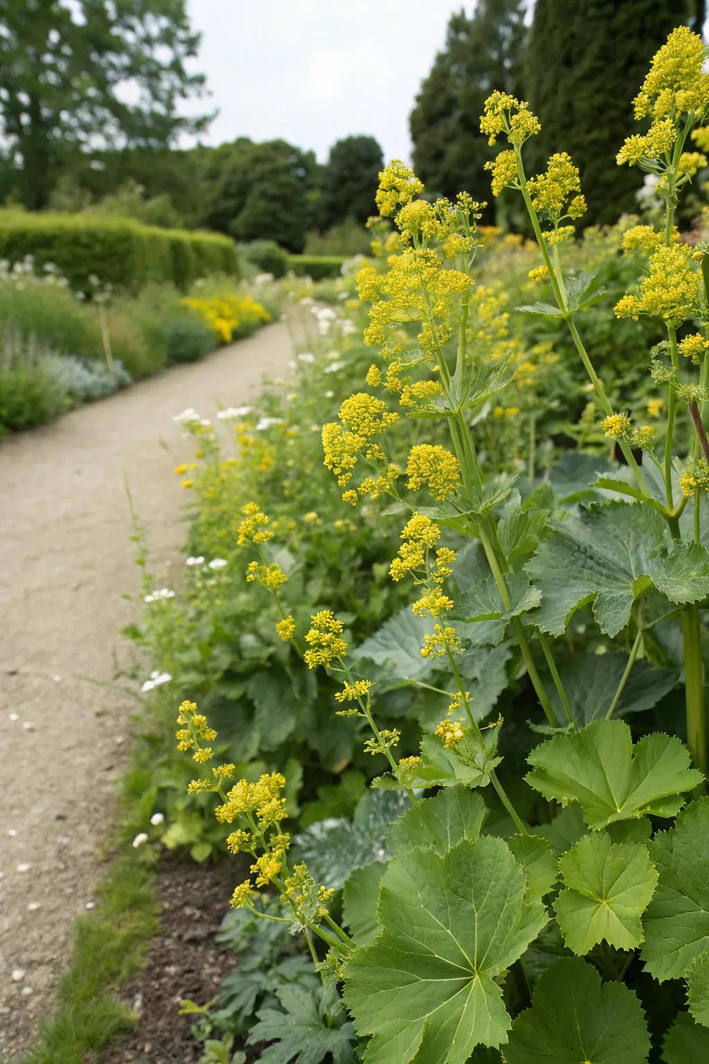 Alchemilla adds a soft, charming touch to garden edges.