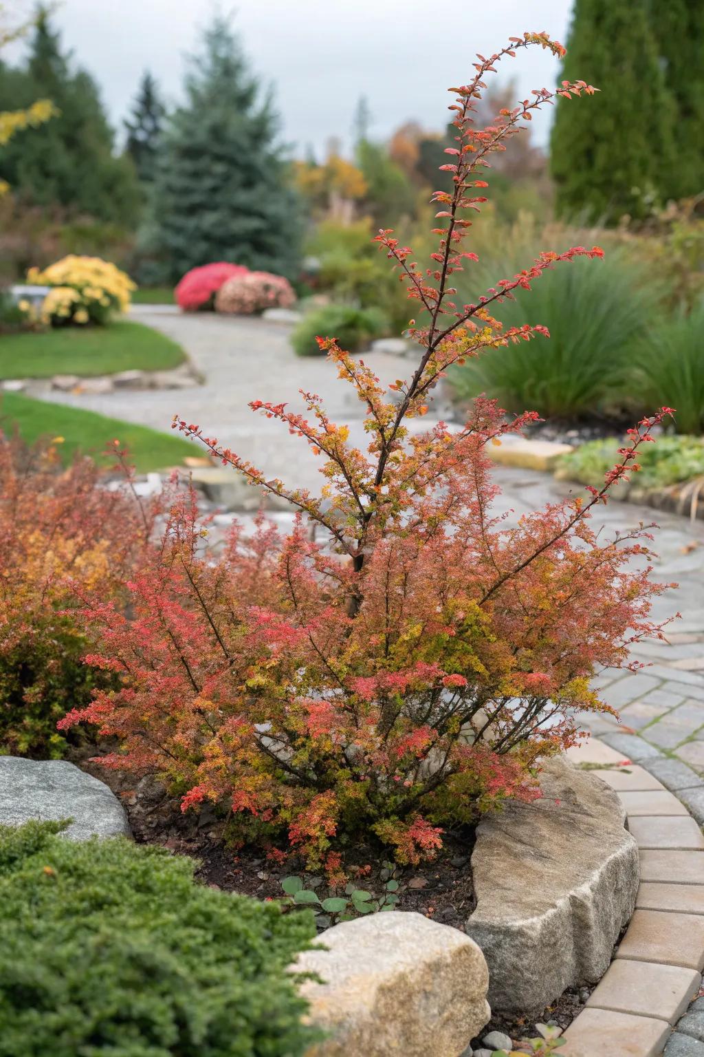 Rock Cotoneaster enchanting with its unique branch pattern.