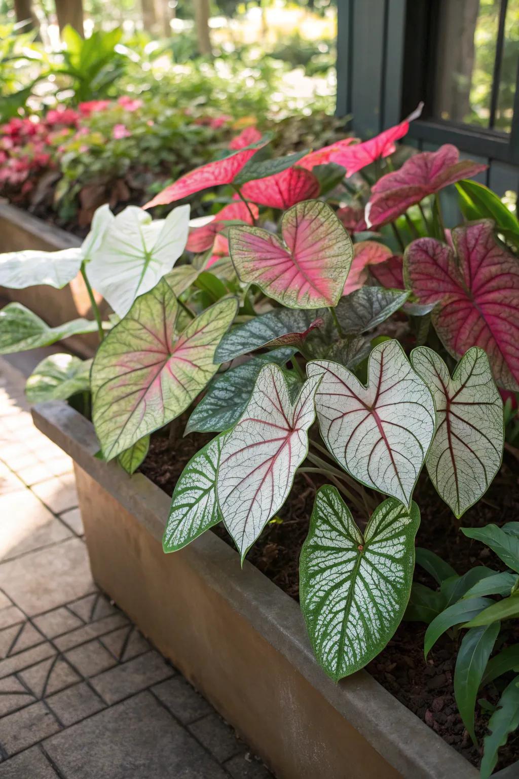 A shaded holder arrangement displaying a mix of caladium sprouts with bright leaf colors.