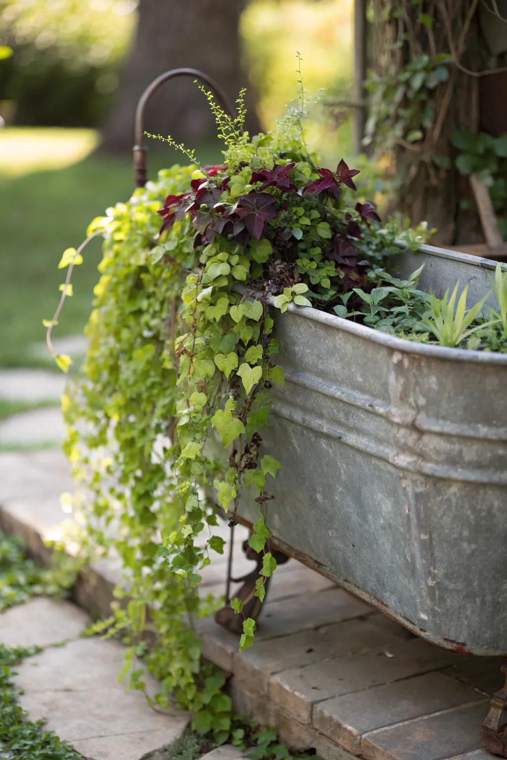 Transform your garden into a serene oasis with cascading vines from a rustic trough.