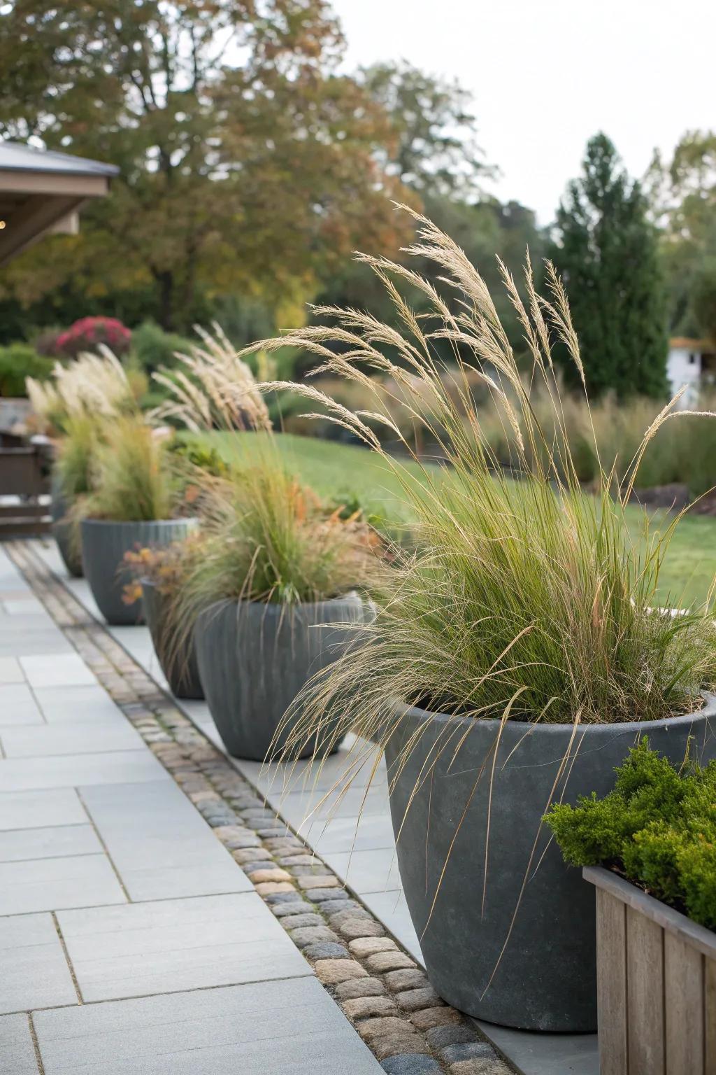 Decorative grasses in pots enhance patio spaces.