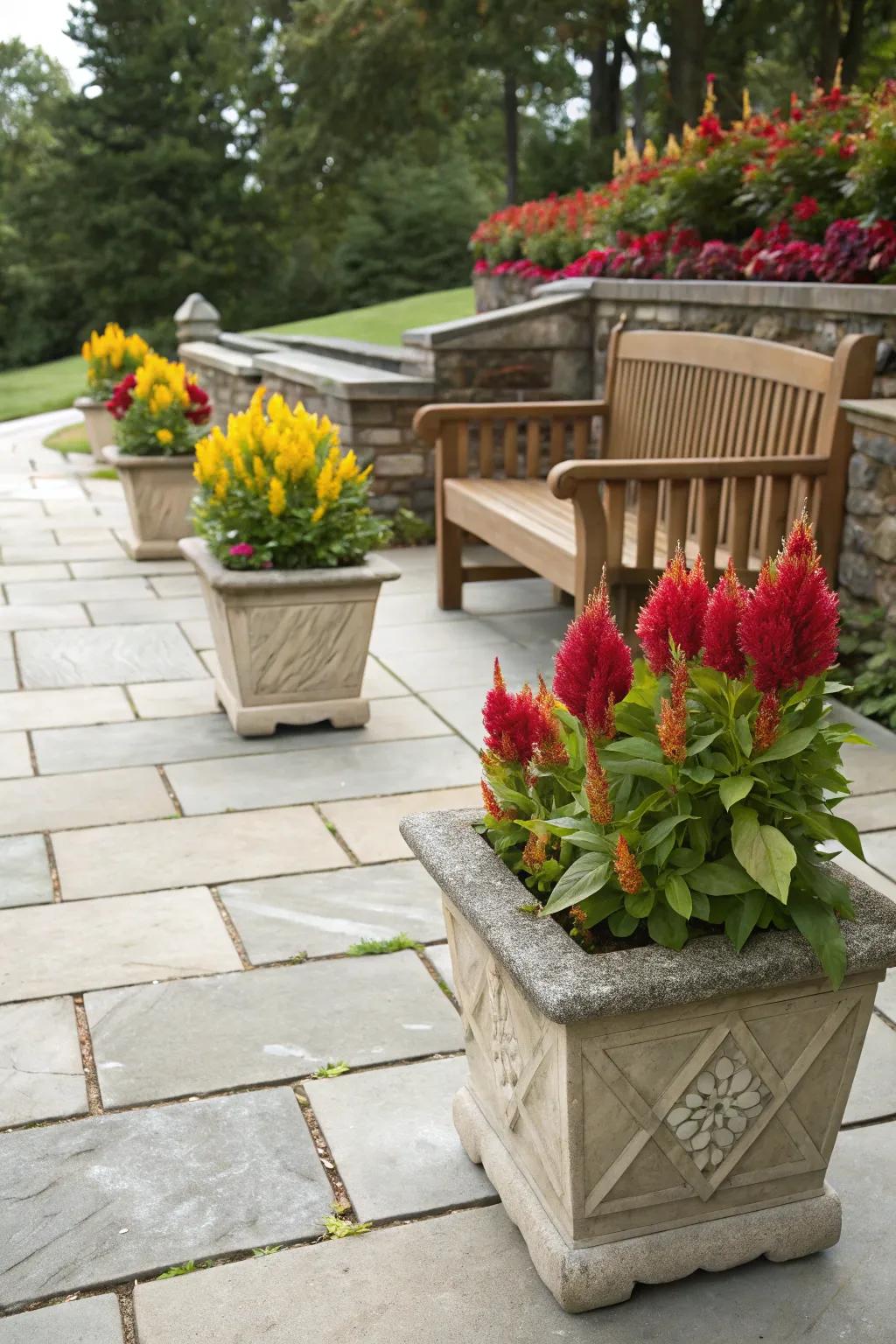 Natural stone planters add elegance to celosia arrangements.