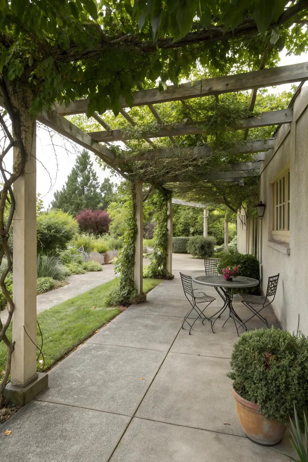 A stylish concrete patio with a pergola offering shade and support for climbing plants.