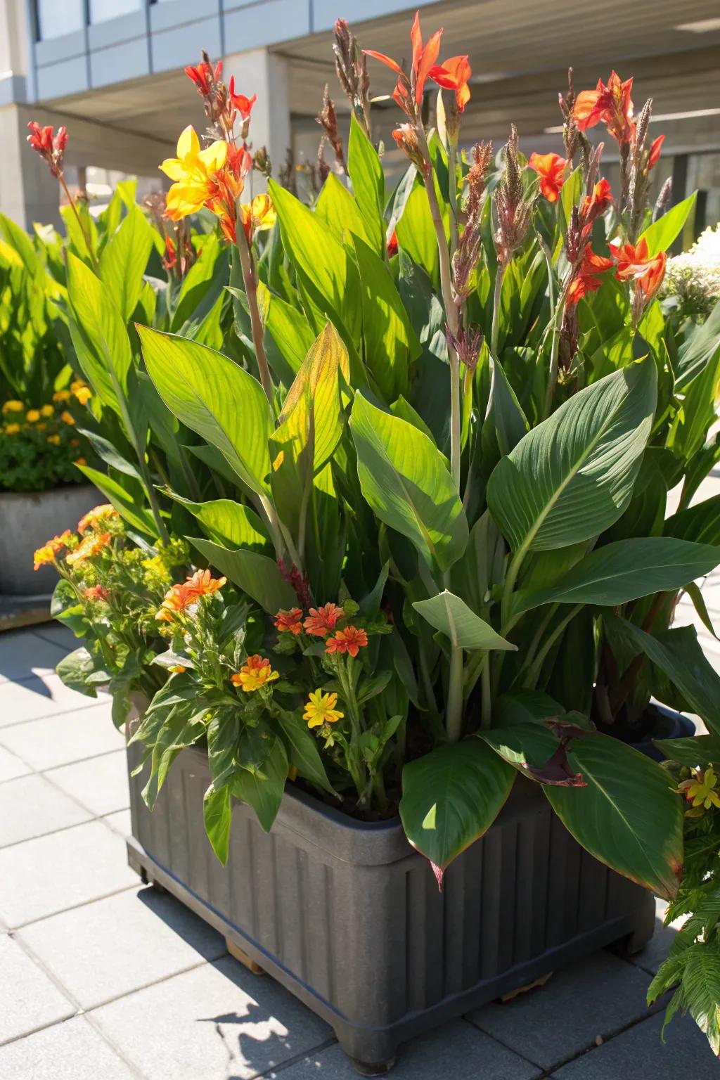 Cannas add drama to the garden design.