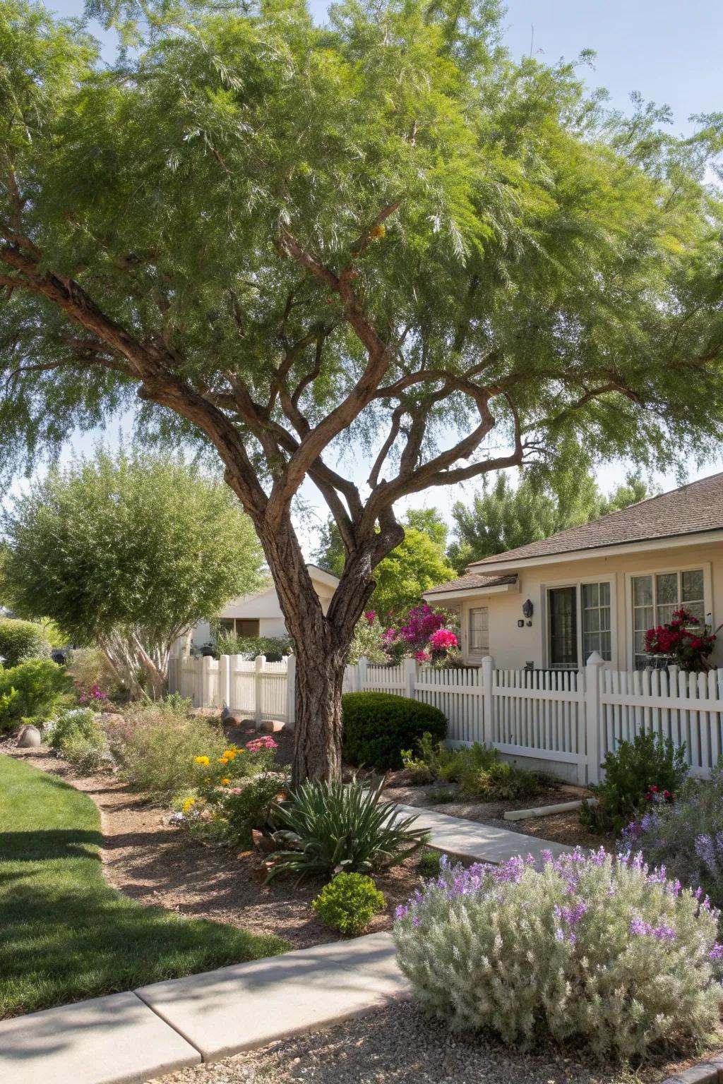 Drought-tolerant trees bring shade and beauty, creating sustainable environments.