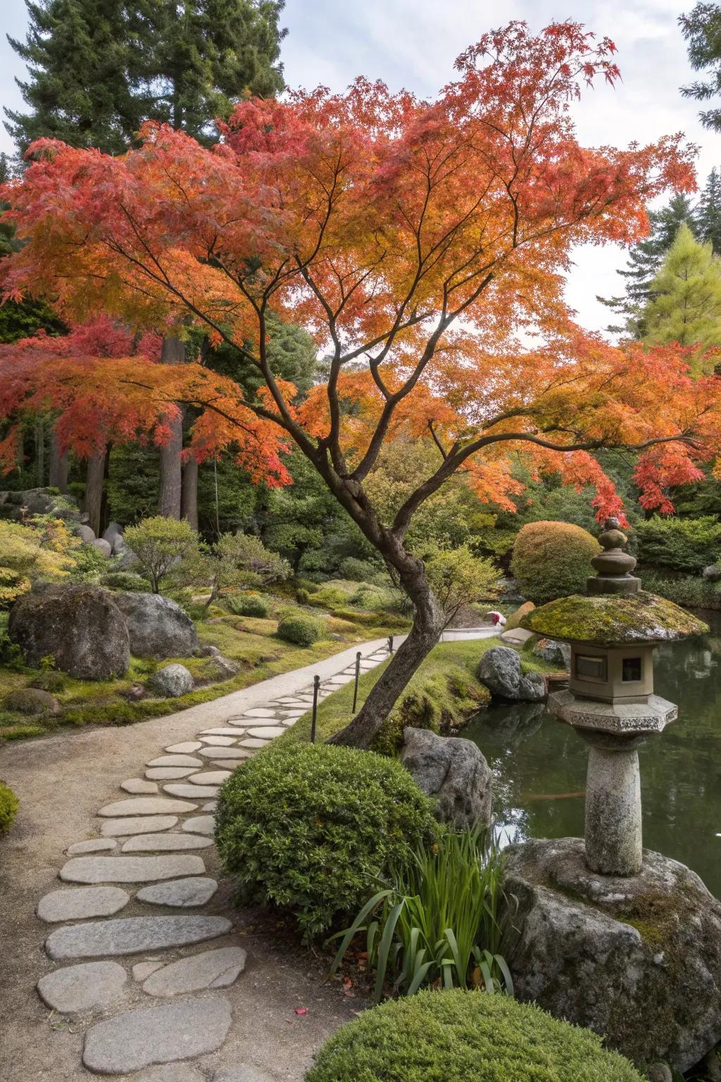 A breathtaking Japanese maple bringing vibrant color to the garden.
