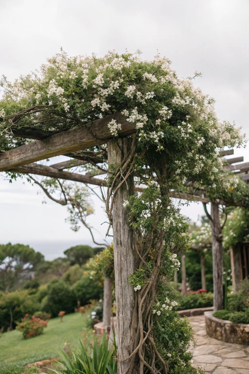 Embrace countryside allure with a branch-crafted star creeper framework.