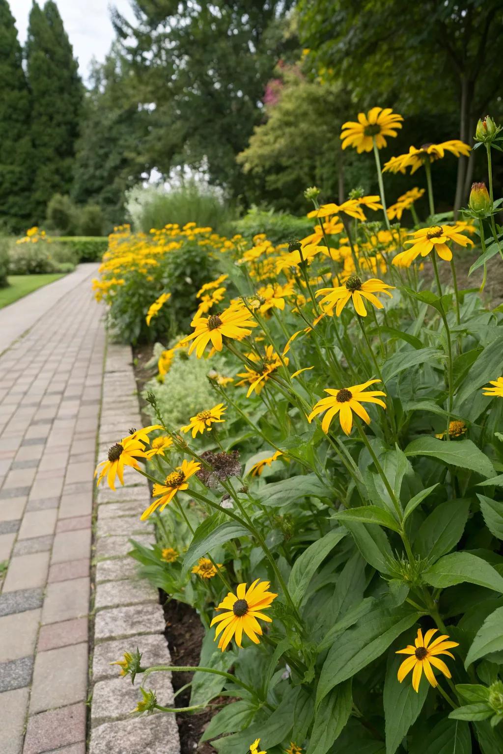 Rudbeckia offers vibrant, late-season color.