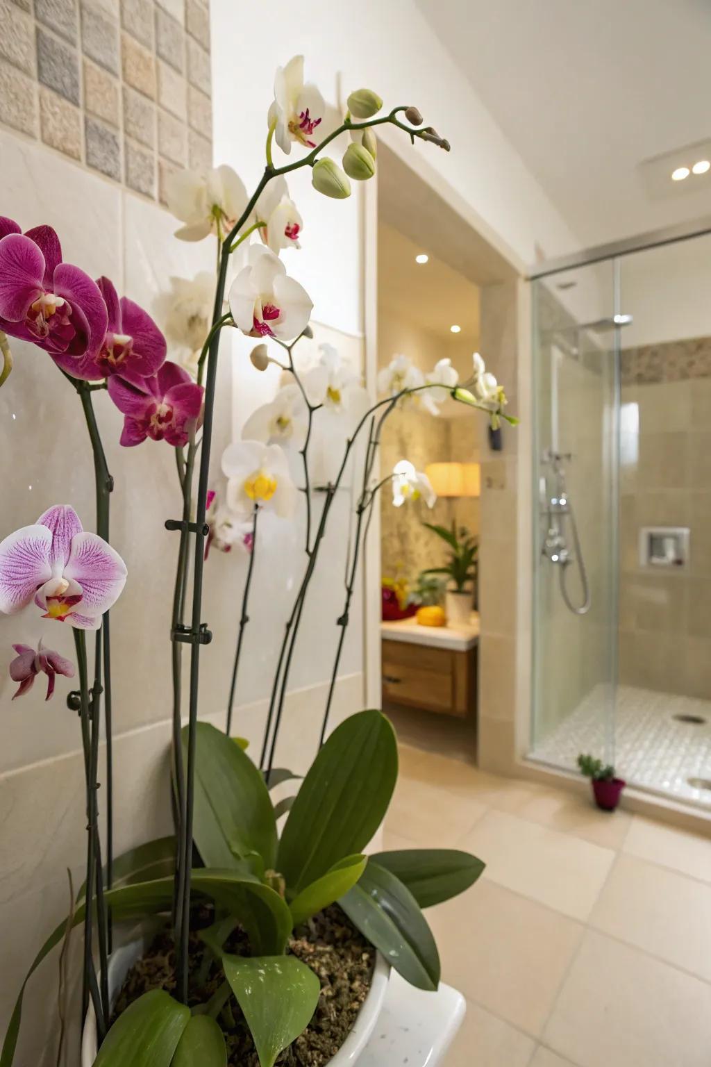 Orchids provide an unexpected elegance to your bathroom greenery.