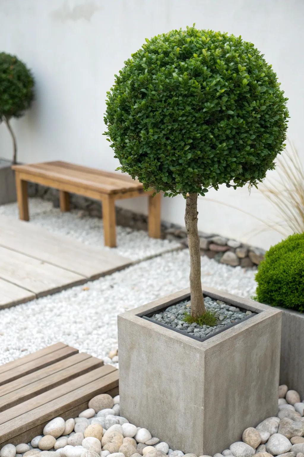 Discover the timeless elegance of boxwood in small formal gardens, where minimalist design meets natural beauty.