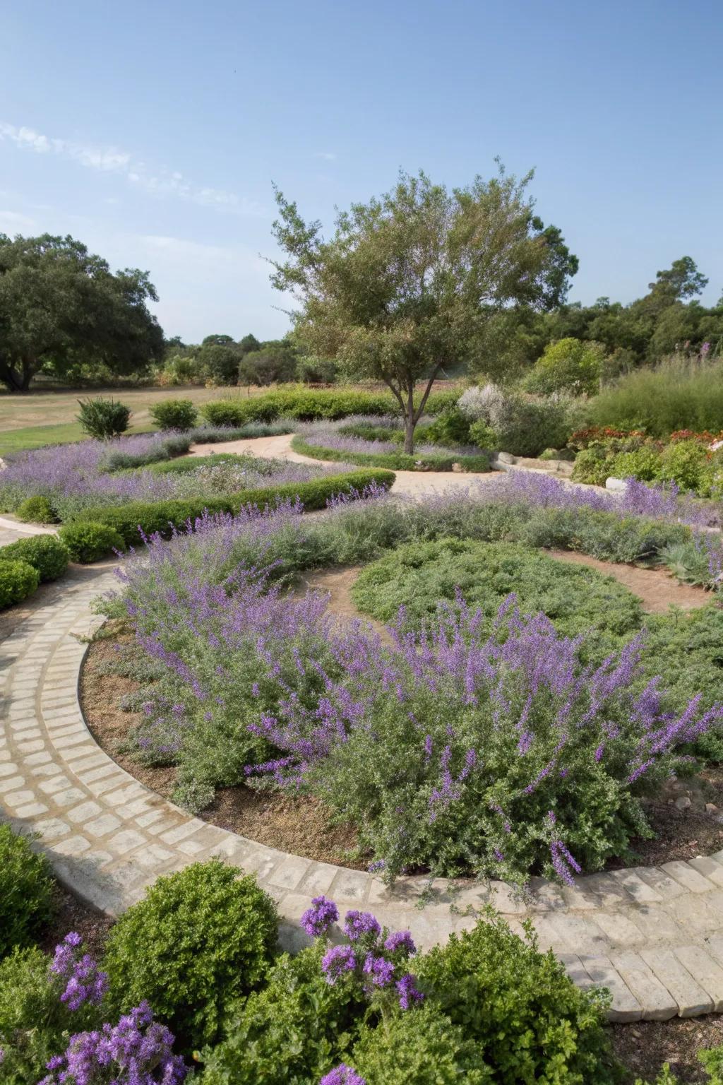 Feng Shui garden with Texas sage in a circular layout.