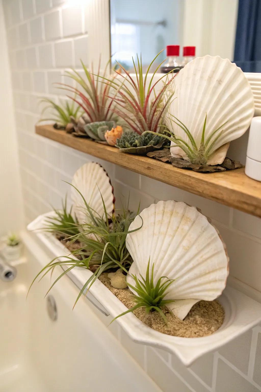 Air plants nestled in seashells.