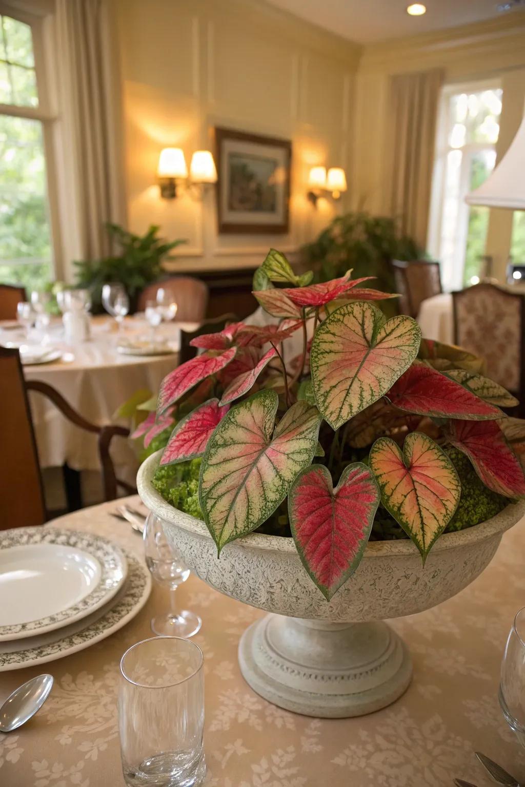 A caladium centerpiece adds elegance to any dining table.