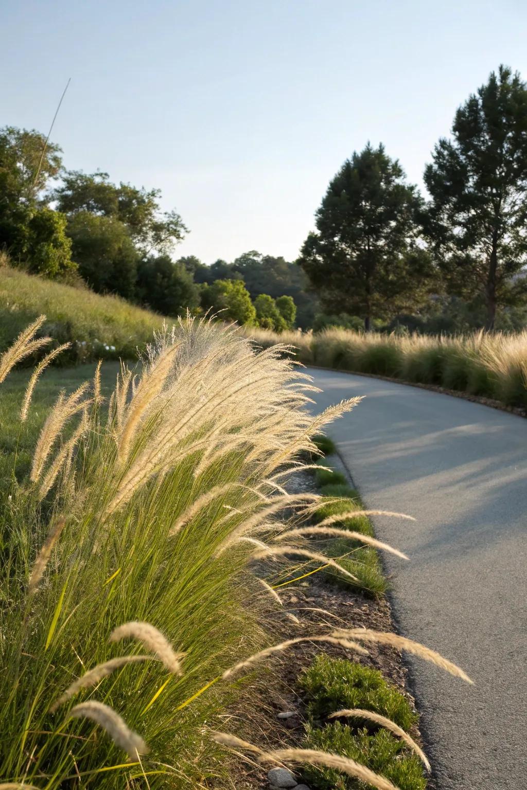 Ornamental grasses lend motion and gentleness to the berm.