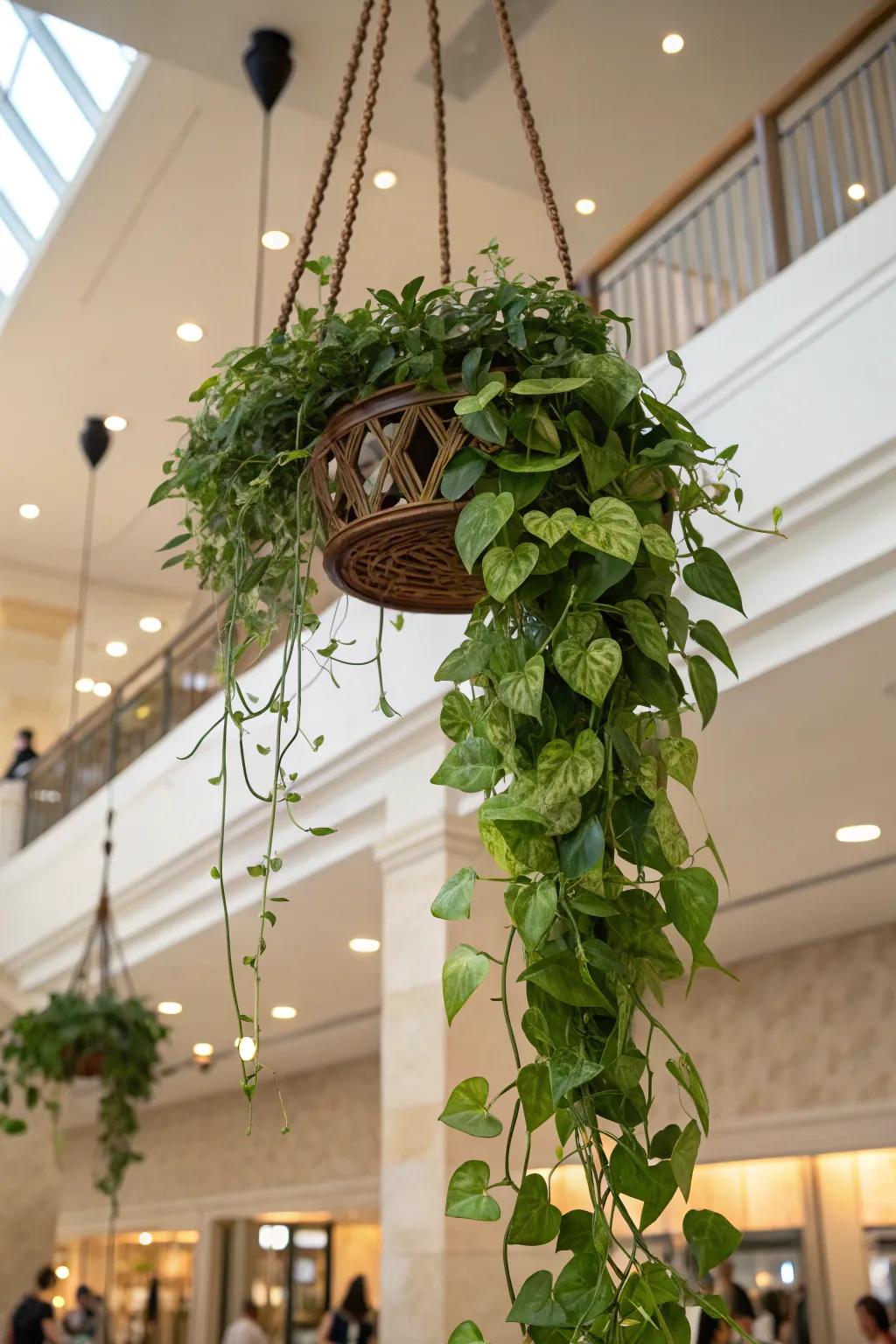 A tropical planter with cascading pothos vines.