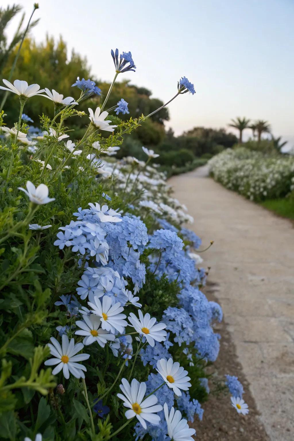 A calming garden scene with blue plumbago and white daisy flowers.