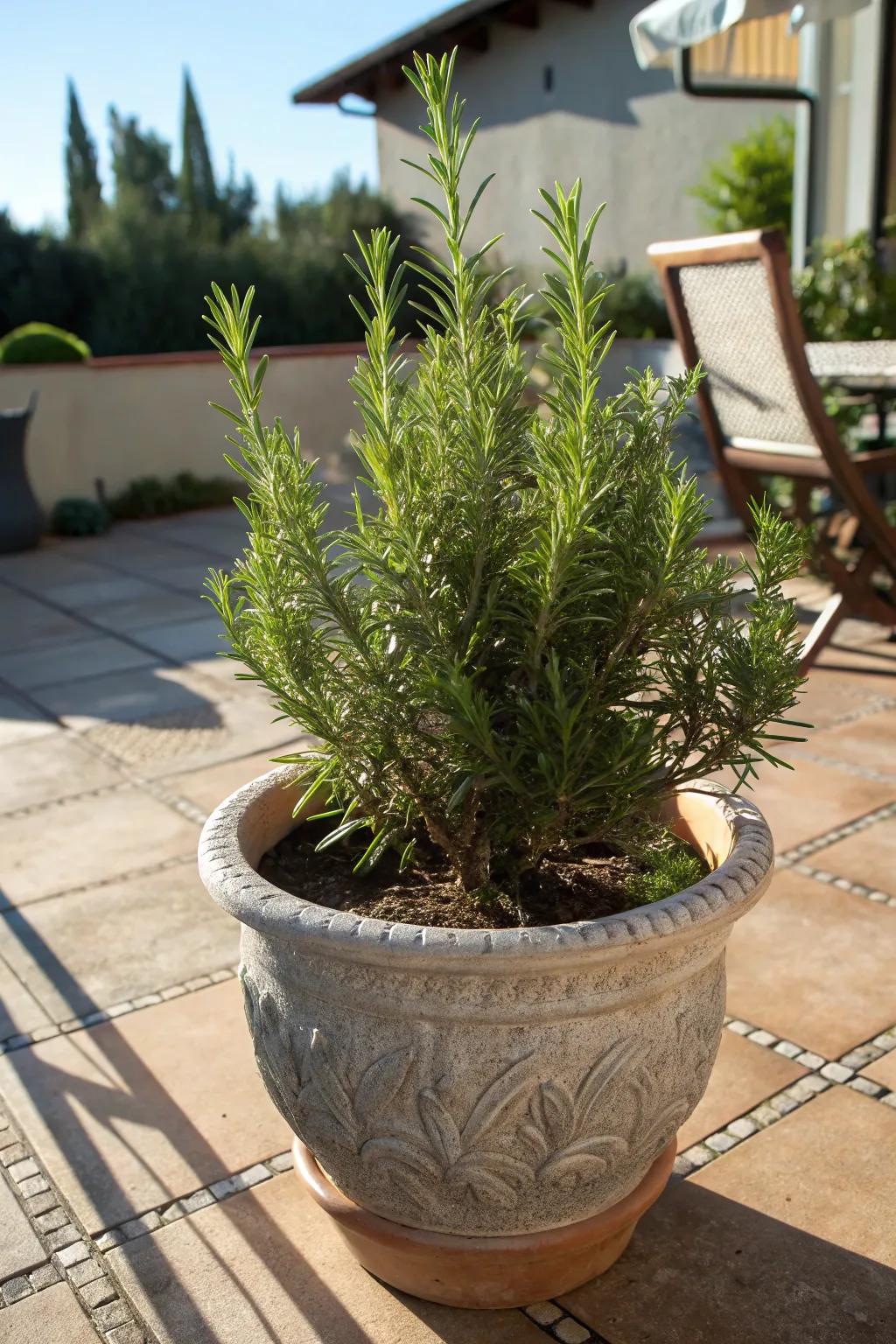 Verdant needles flourishing with durable splendor under the sun.