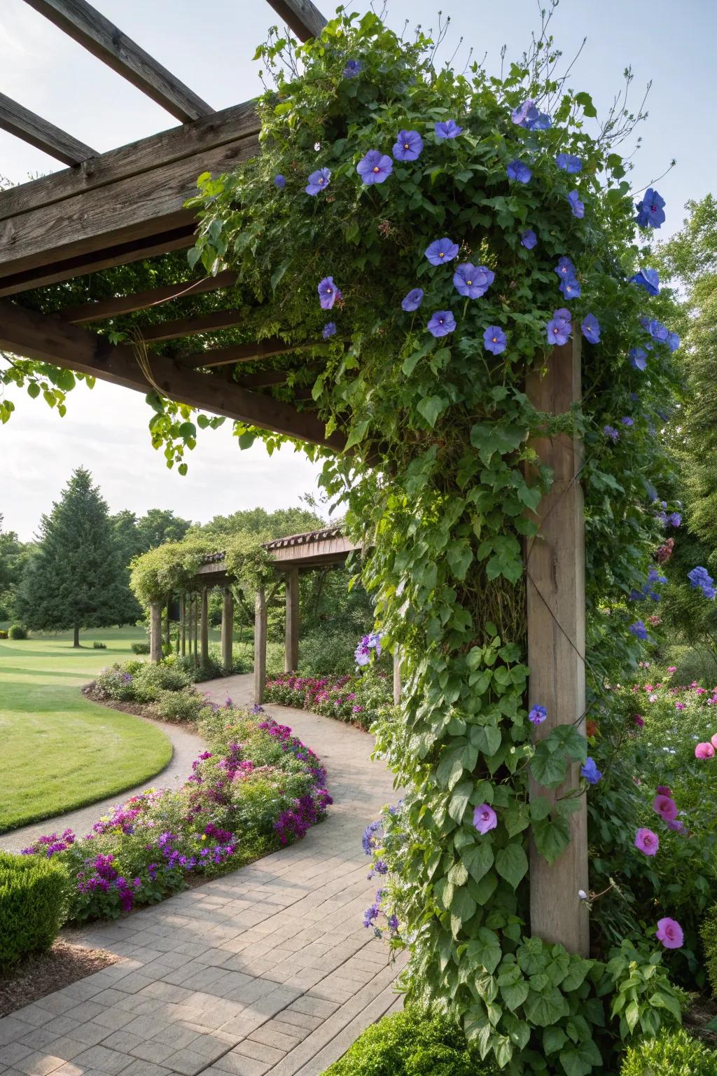 A pergola transformed into a floral retreat with morning glories.