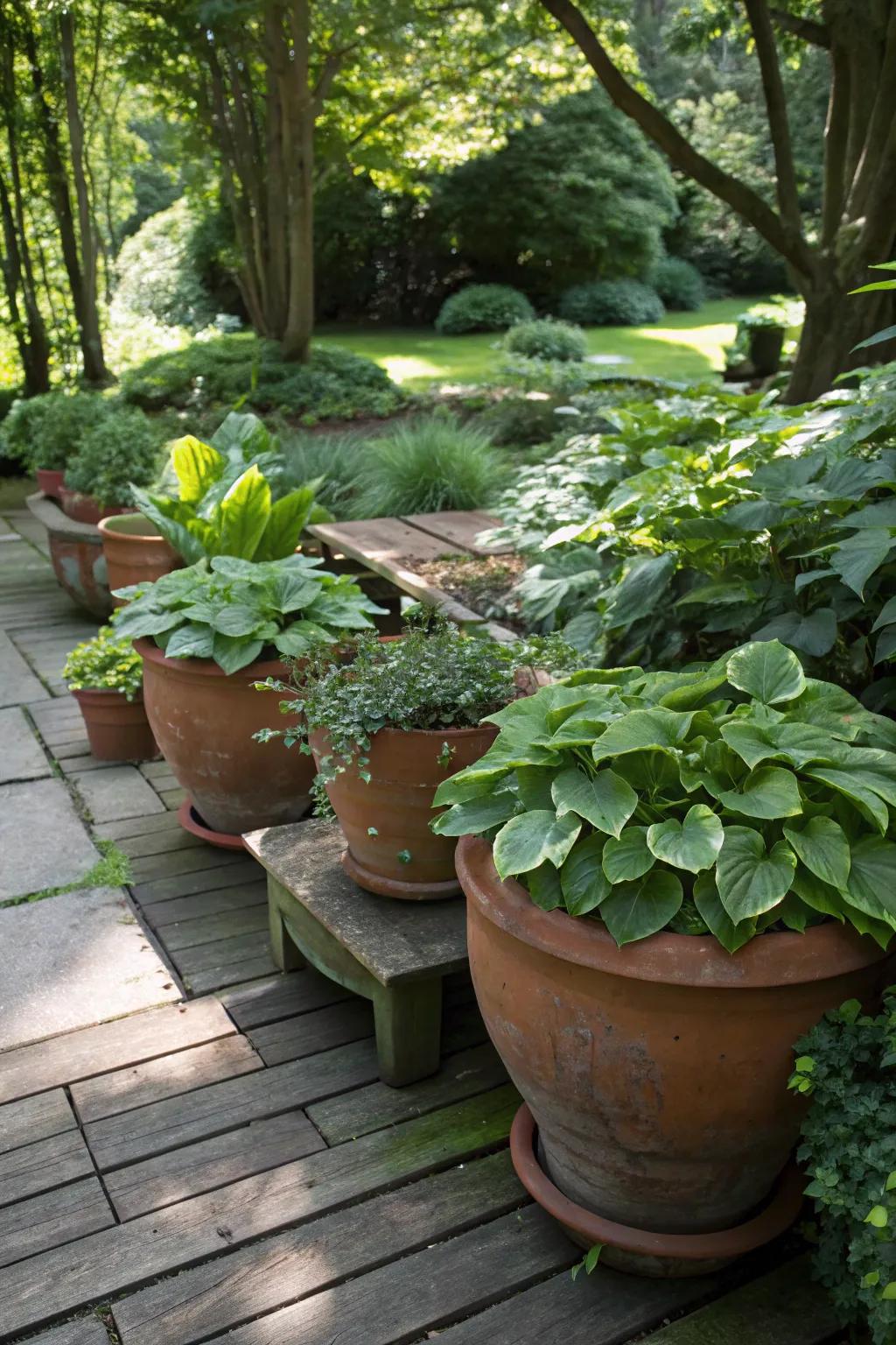 A shady garden setting exhibiting terracotta flowerpots with hostas and begonias.
