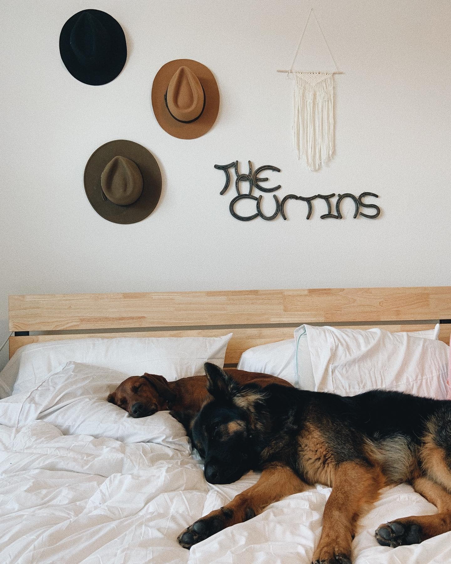 3. Rustic Bedroom Harmony with Canine Companions (Dog Bedroom Ideas)