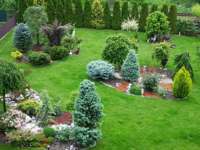 conifères miniatures