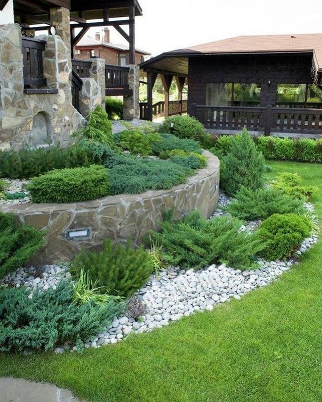 Conifères dans l'aménagement paysager