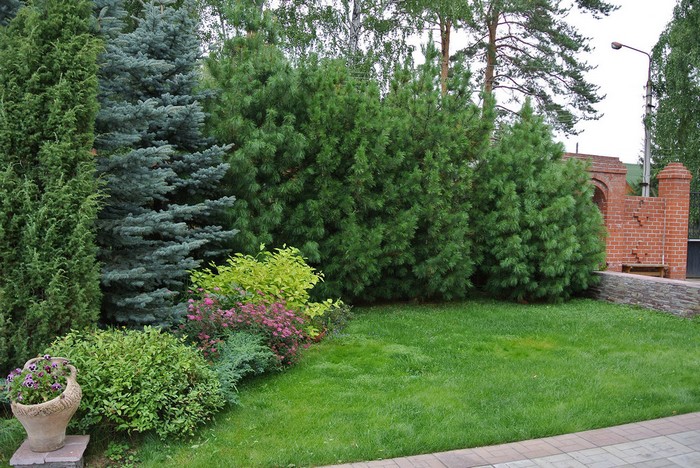 jardin de conifères