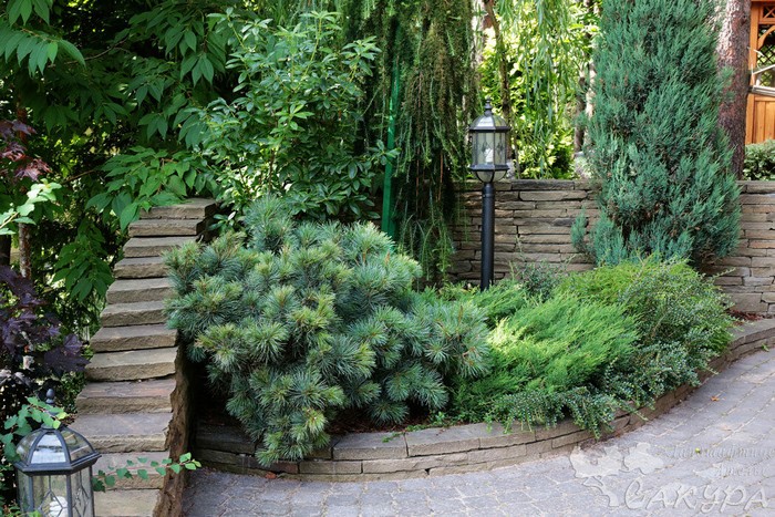 jardin de conifères