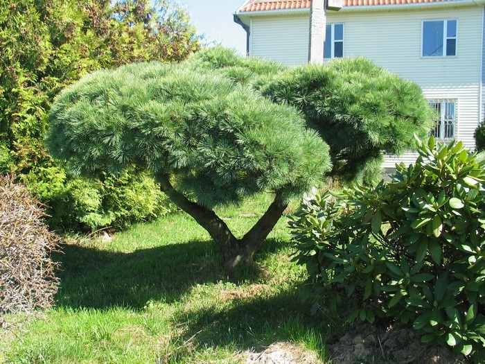 jardin de conifères