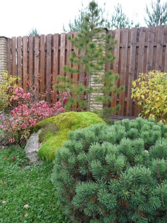 jardin de conifères