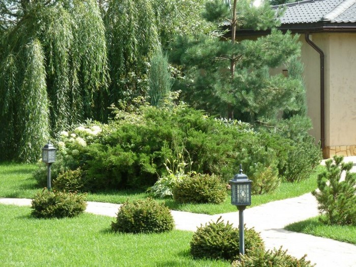 jardin de conifères