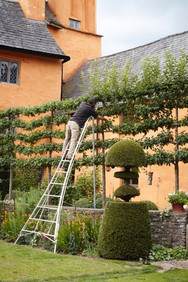 arbres décoratifs pour petit jardin