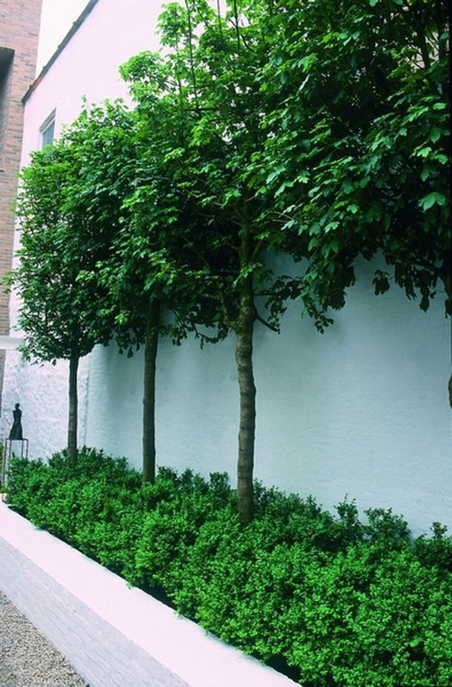 arbres décoratifs pour petit jardin