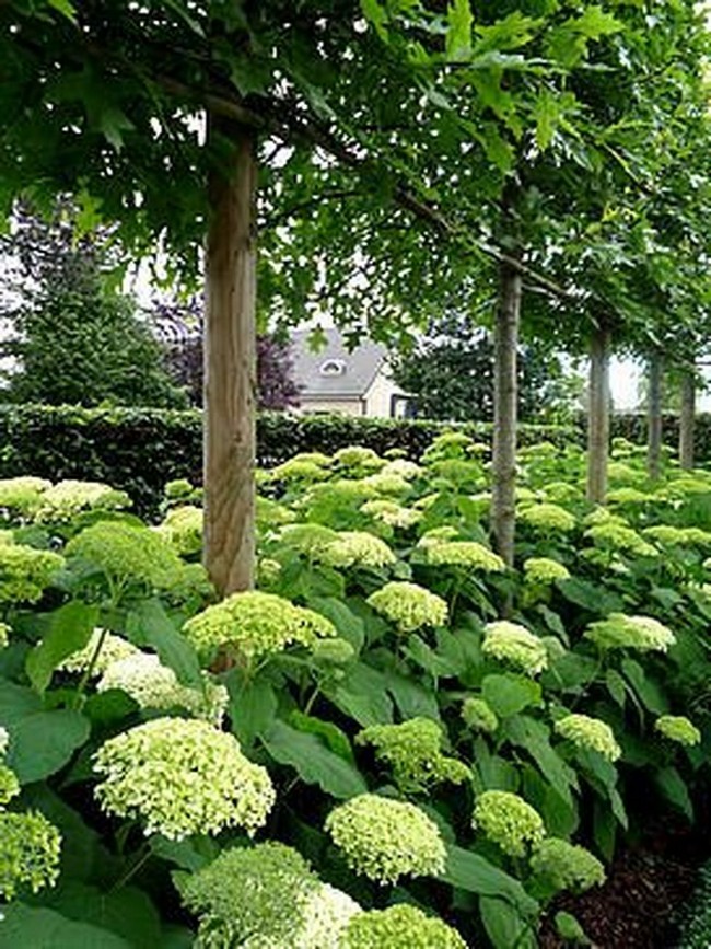 arbres décoratifs pour petit jardin