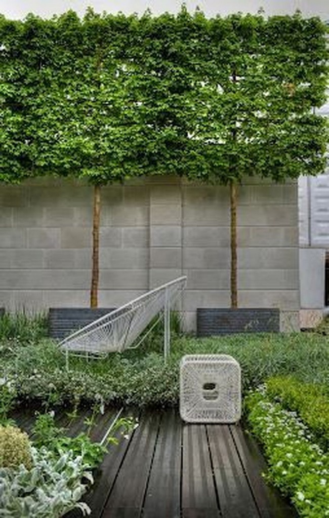 arbres décoratifs pour petit jardin