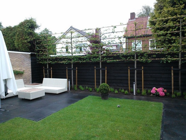 arbres décoratifs pour petit jardin