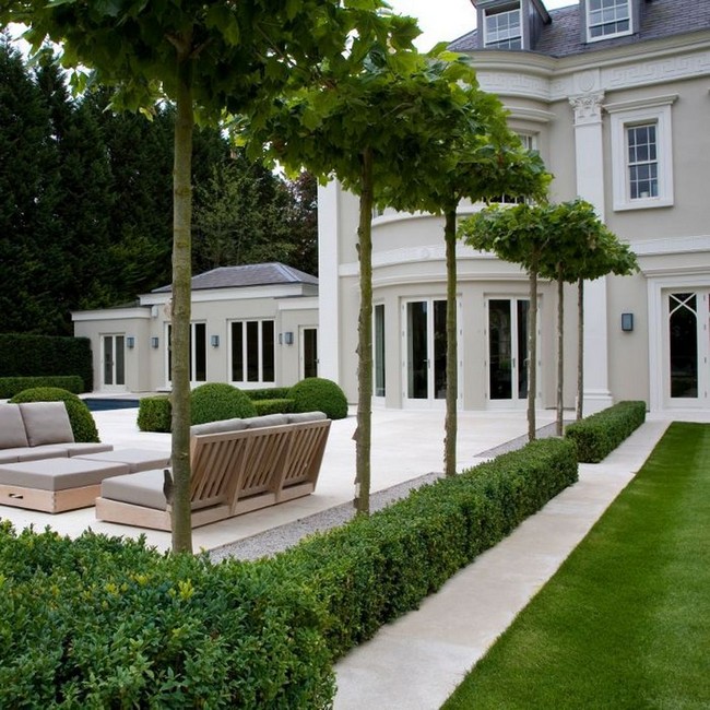 arbres décoratifs pour petit jardin