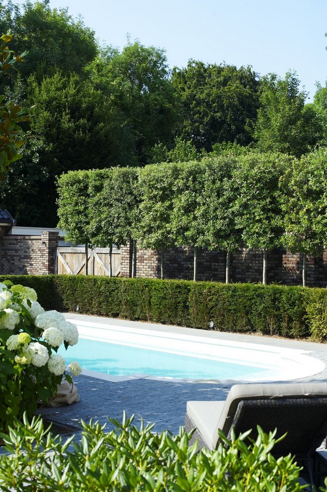 arbres décoratifs pour petit jardin