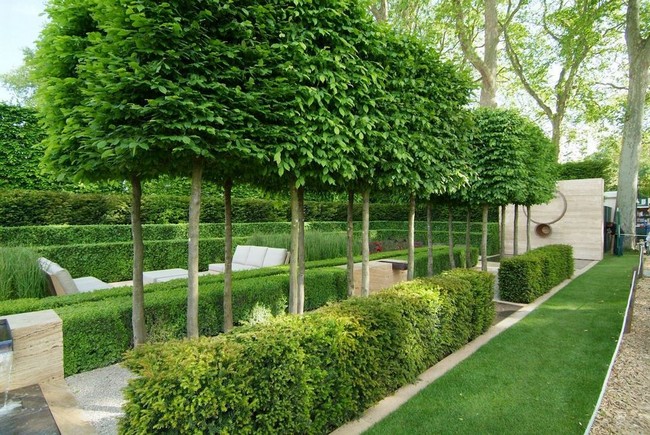 arbres décoratifs pour petit jardin
