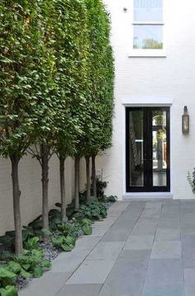 arbres décoratifs pour petit jardin