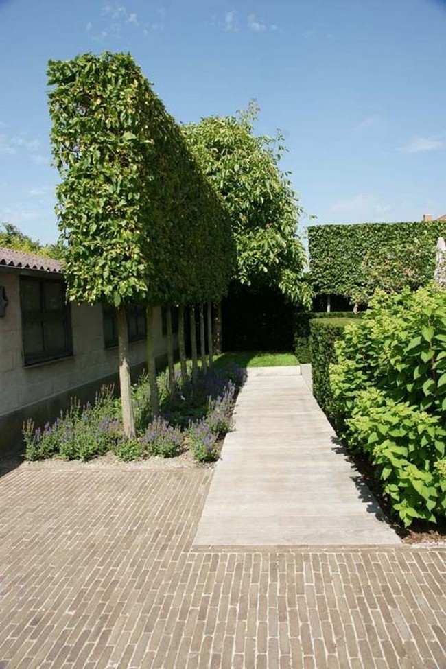 arbres décoratifs pour petit jardin