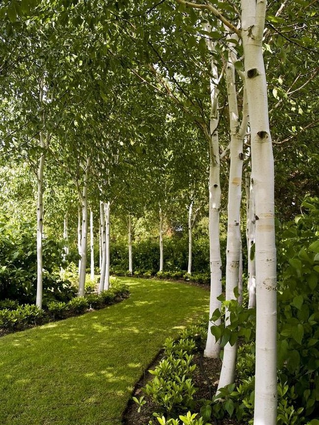 arbres décoratifs pour petit jardin