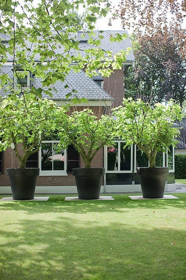 arbres décoratifs pour petit jardin