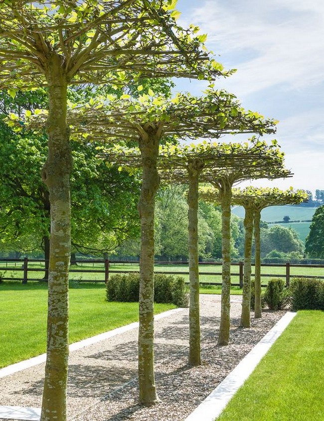 arbres décoratifs pour petit jardin