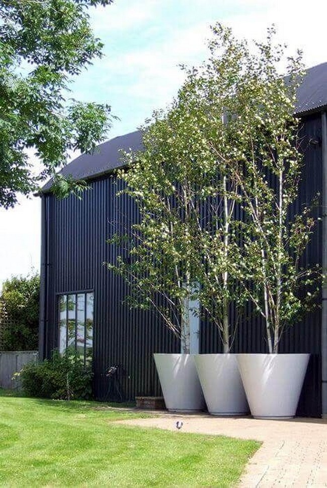 arbres décoratifs pour petit jardin