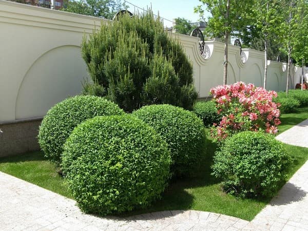 coupe de cheveux bouclés de conifères