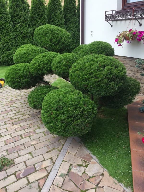 coupe de cheveux bouclés de conifères