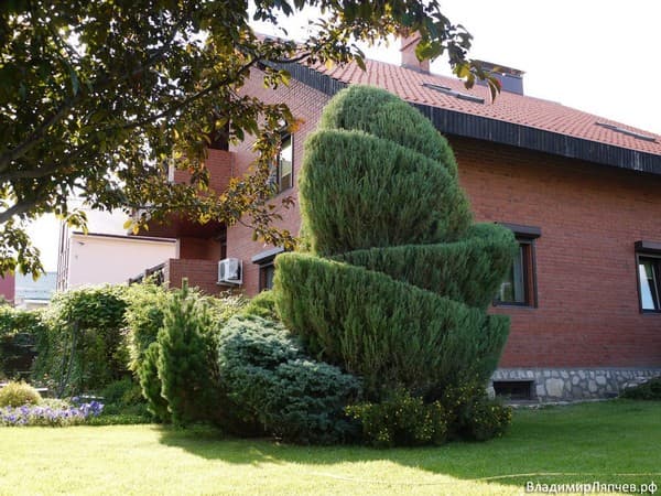 coupe de cheveux bouclés de conifères