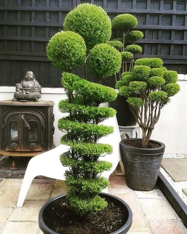 coupe de cheveux bouclés de conifères