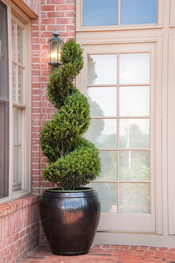 coupe de cheveux bouclés de conifères